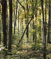 What is FSC–Certified paper?